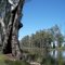 Gunbower Creek