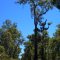 Big marri tree -  queen of the forest