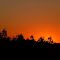 Nightfall on young Bluegum plantation