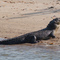 Cape Dons Pet Croc