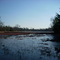 Frozen Cranberry Bog