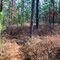 Batona Trail