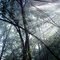 South Jersey Rainforest