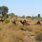 Camel Farm