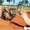 Camelos (Dromedários) em Curtin Springs (year 2002)