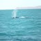 Whale near Crocodile Creek