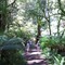 Otway NP: Melba Gully
