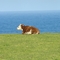 Nothing between this Cape Otway Cow and Antartica