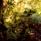 in the wood