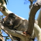 Koala bear near Cape Otway, Aus