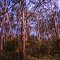 Great Otway National Park