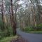 Eucalypts in the Otway National Park