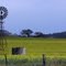 Windmill in a Rape field