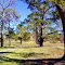 Borenore , Nyrang Homestead , driveway ...