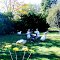 Borenore , Nyrang Homestead , roaming geese ...