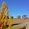 Borenore , autumn colours at roadside ...
