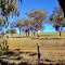 Booree , beehives amongst  the  Gumtrees ...