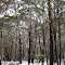 Alpine Ash forest