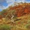 Mount Robinson