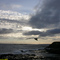 Gull of the Phillip Island (03-DEC-03) #1