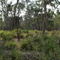 Koala Sanctuary - Phillip Island