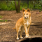 Dingo