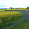 Canola farming near Canowindra (with areas of Patterson's Curse)