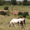 canowindra-2011.jpg