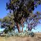 Canowindra , local landscape ...