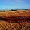 Canowindra , local landscape  ...
