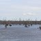 Dead treas in water