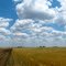 panorama of wheat farm
