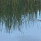 Platypus Stream