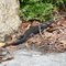 King's Skink (Egernia kingii) found in coastal south-west Western Australia