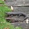 Fauna at Denmark Western Australia. King Skink. (Egernia kingii)