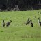 Roo in the top Paddock