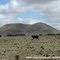 Mount Elephant (East side) from Camperdown Rd.