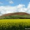 Mount Elephant (NorthWestside) from Mt. Elephant Rd. Derrinallum, Vic.