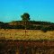 North Queensland Outback Scenery from the Inlander