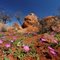 Desert blooms and boulders.