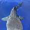 Whale Shark Wheeler Reef