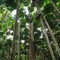 fan palms, mission beach