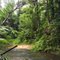 Rain Forest, near Mission Bech