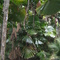 Licuala Palm Trees