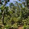 Cyclone Battered Rainforest