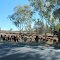 Cattle muster