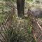 Waanyarra Cemetery - Oldest Surviving Headstone (1859)