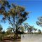 Desert Eucalyptus on the Darlot Loop, Leonora, Western Australia