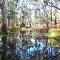 Red Gum hardwood forest