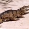 Johnston Crocodile, Darwin, Australia